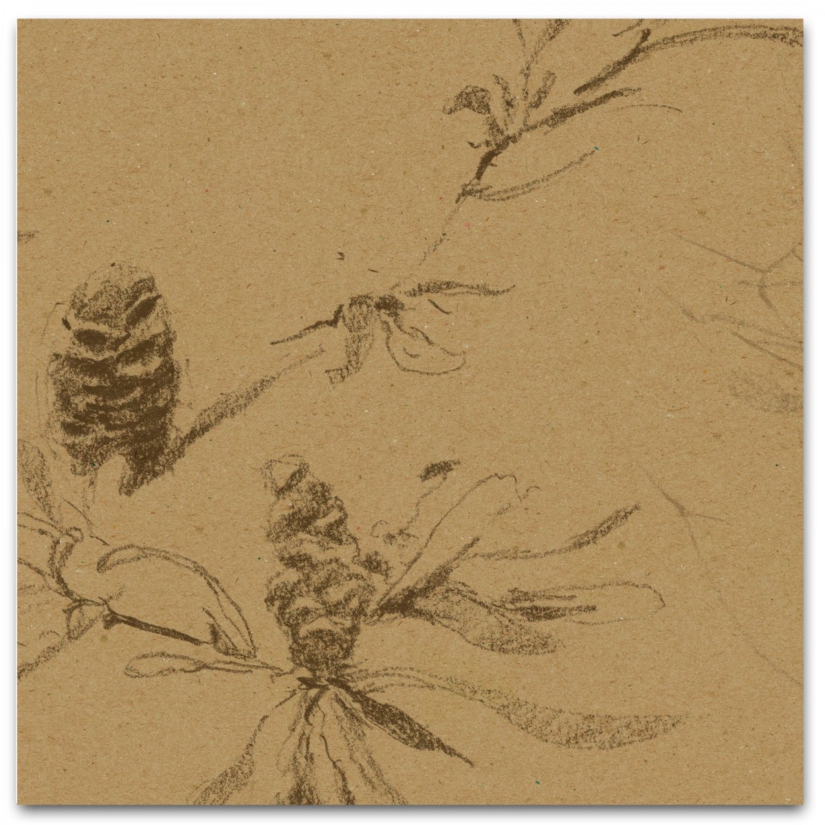 COASTAL BANKSIA II in Tawny