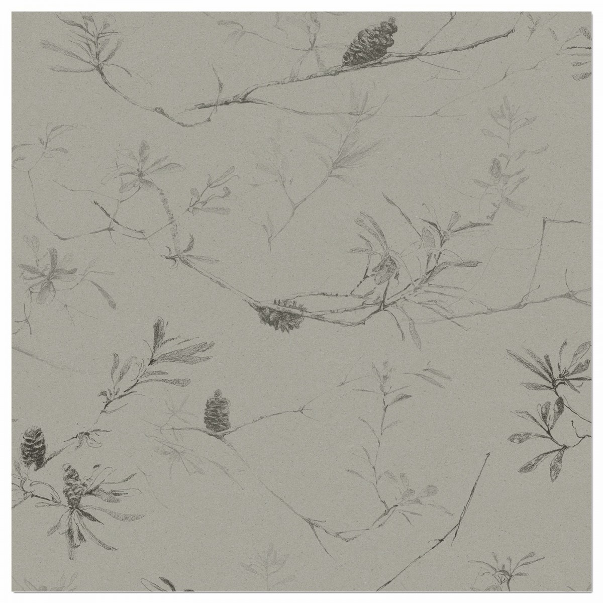 COASTAL BANKSIA II in Soot