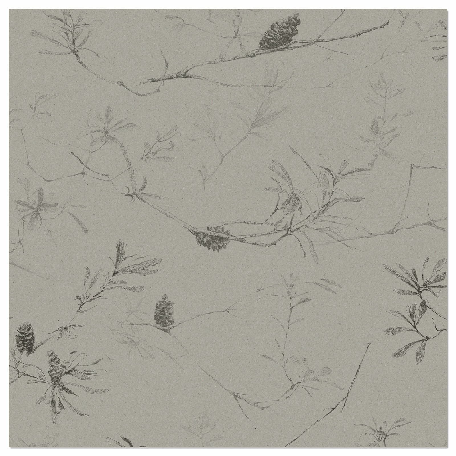 COASTAL BANKSIA II in Soot
