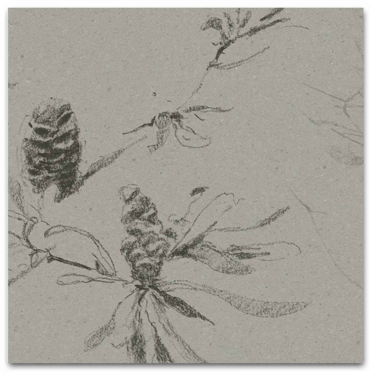 COASTAL BANKSIA II in Soot