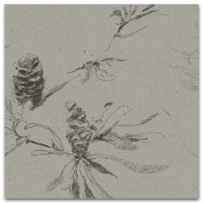 COASTAL BANKSIA II in Soot COASTAL BANKSIA II in Soot