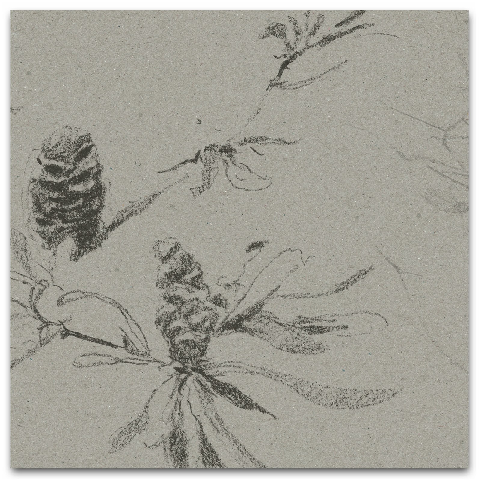 COASTAL BANKSIA II in Soot