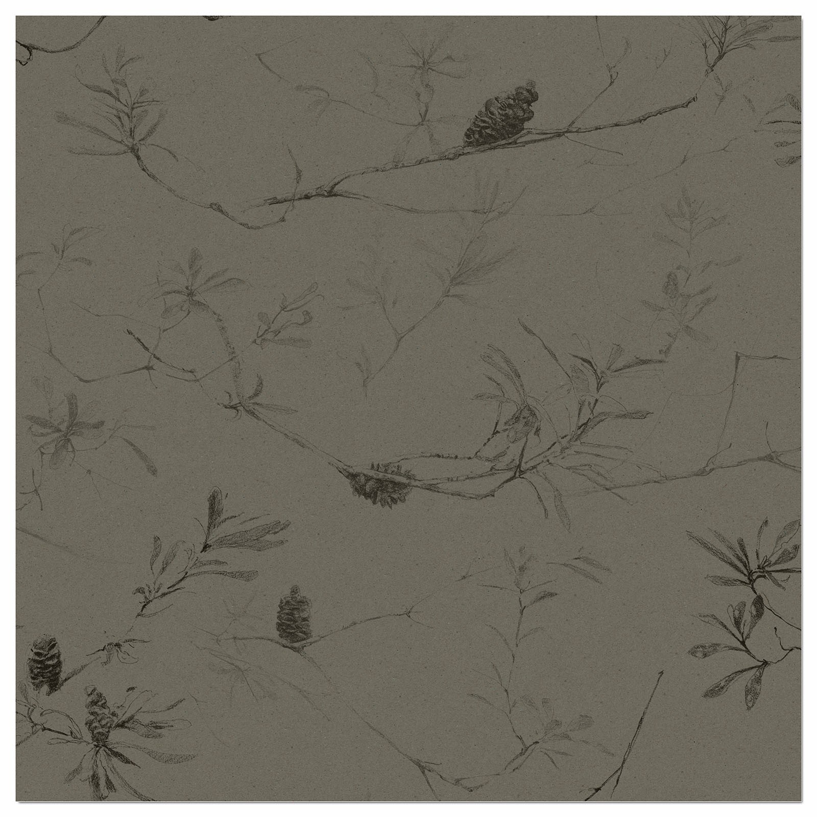 COASTAL BANKSIA II in Davy's Grey