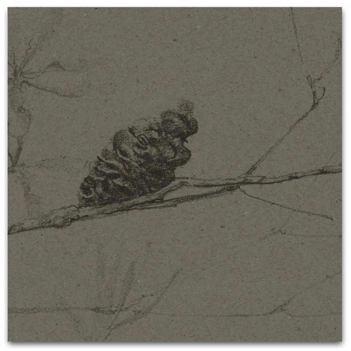 COASTAL BANKSIA II in Davy's Grey