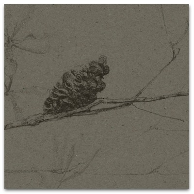 COASTAL BANKSIA II in Davy's Grey COASTAL BANKSIA II in Davy's Grey