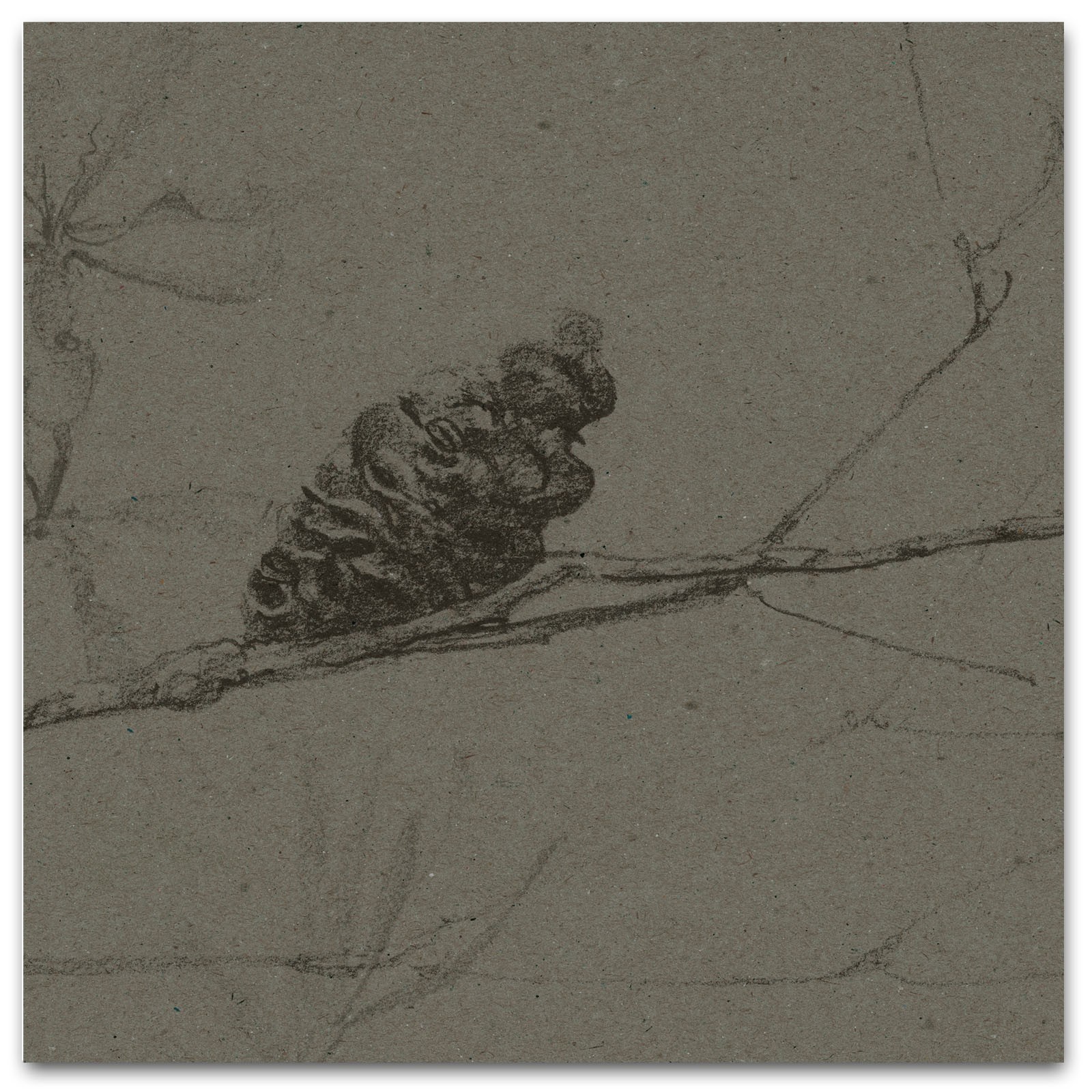 COASTAL BANKSIA II in Davy's Grey