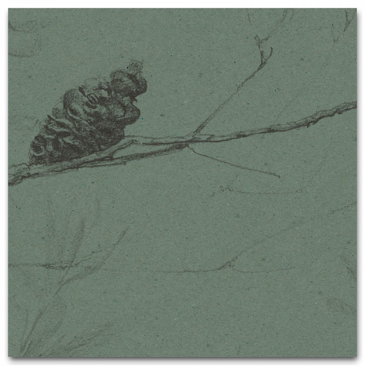 COASTAL BANKSIA II in Gumleaf