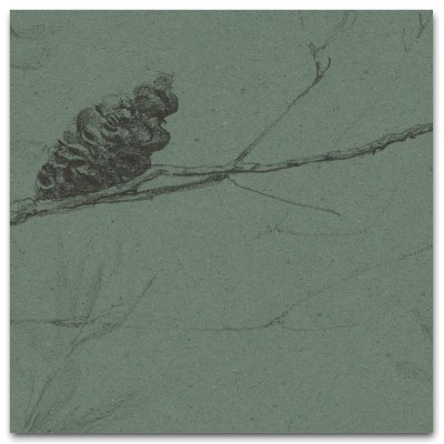 COASTAL BANKSIA II in Gumleaf COASTAL BANKSIA II in Gumleaf