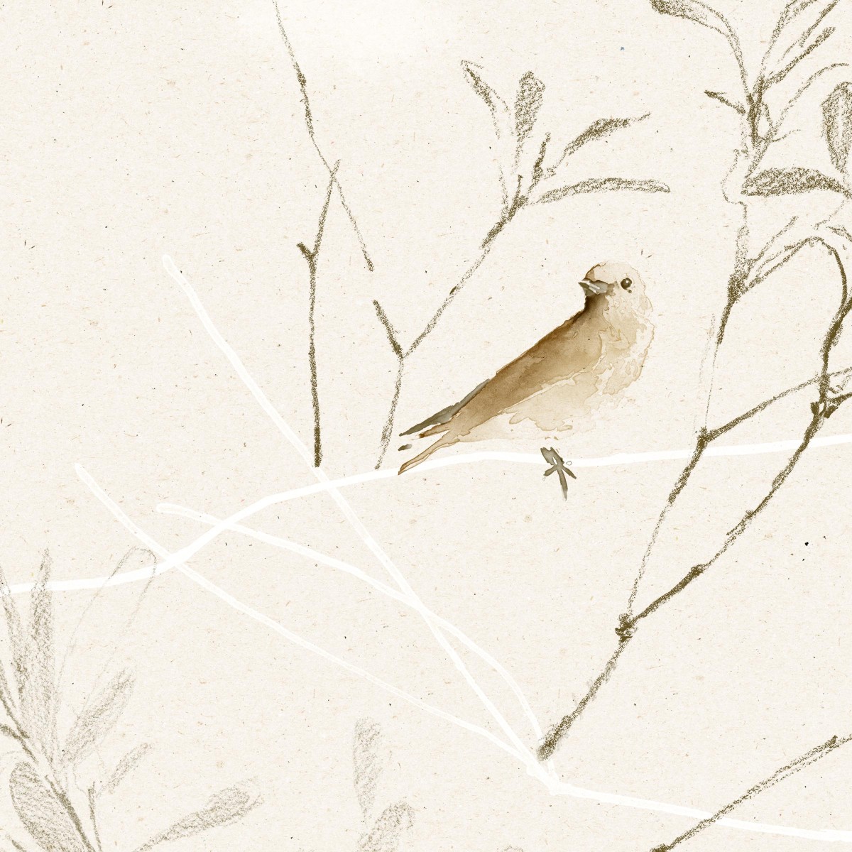 CANOPY in First Light