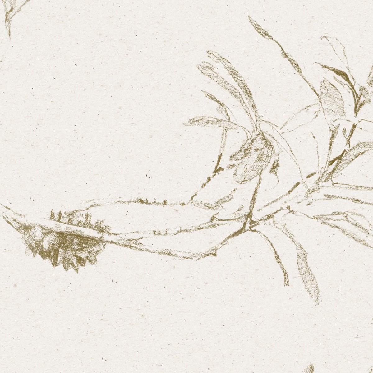 COASTAL BANKSIA in Dusty Green