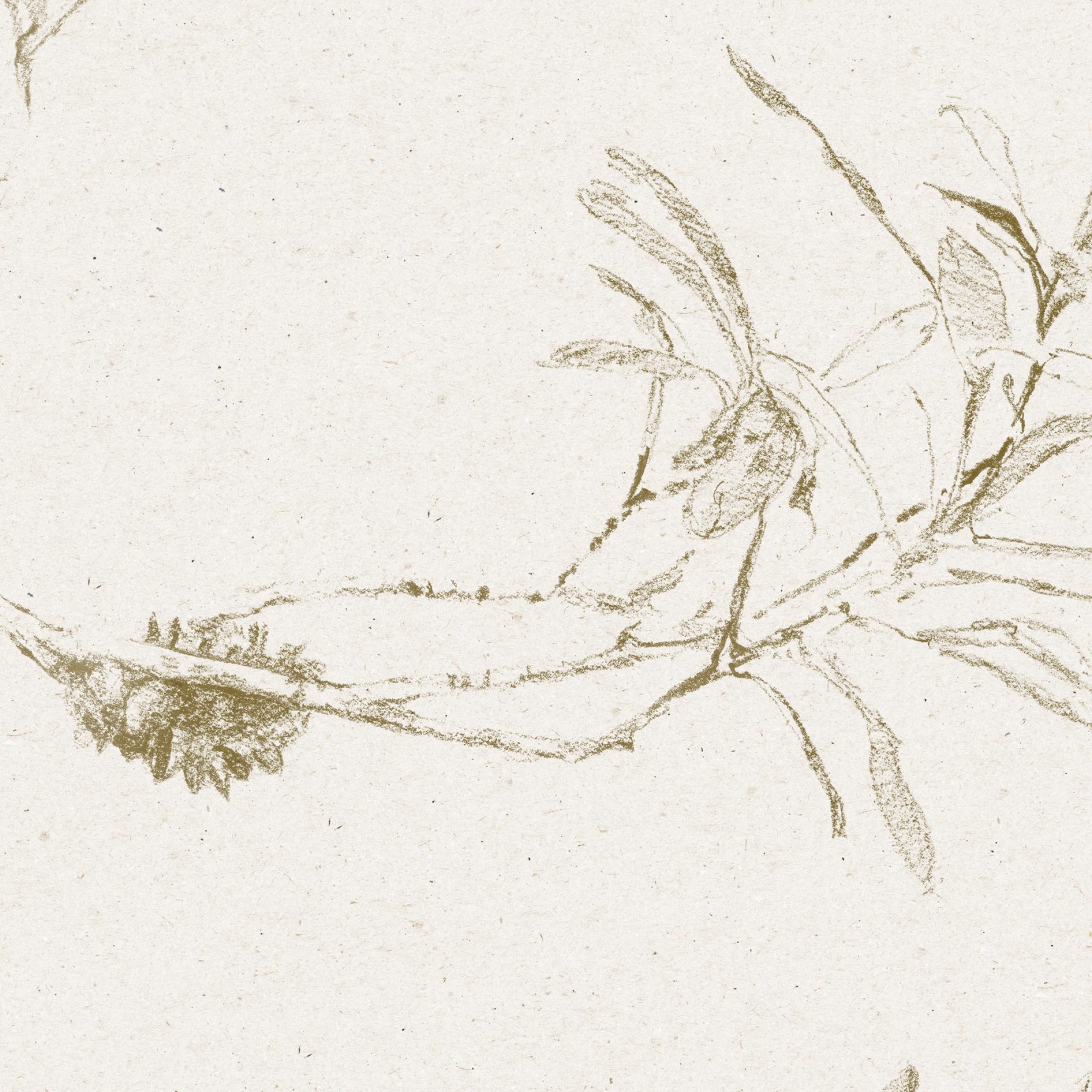 COASTAL BANKSIA in Dusty Green