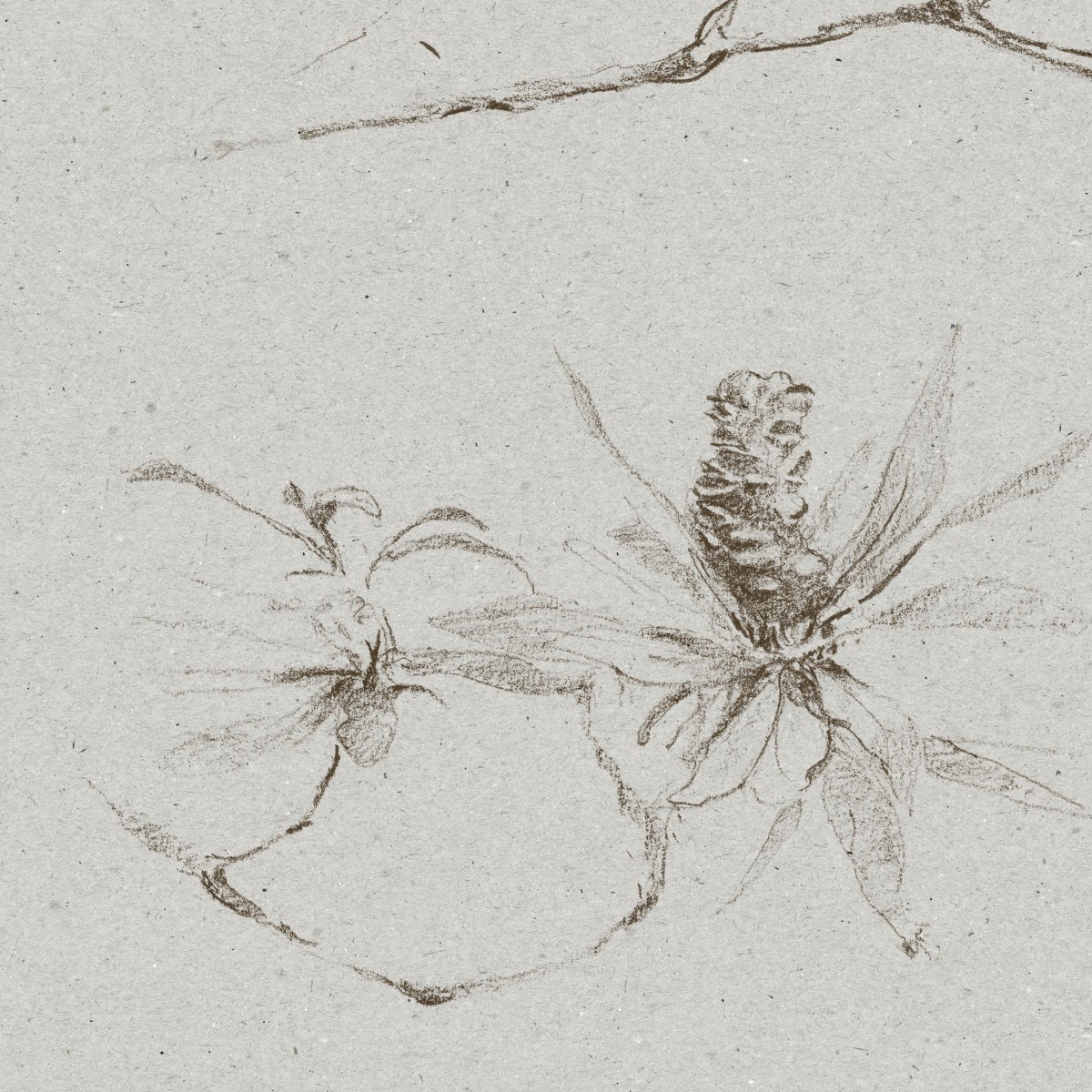 COASTAL BANKSIA in Evening Grey