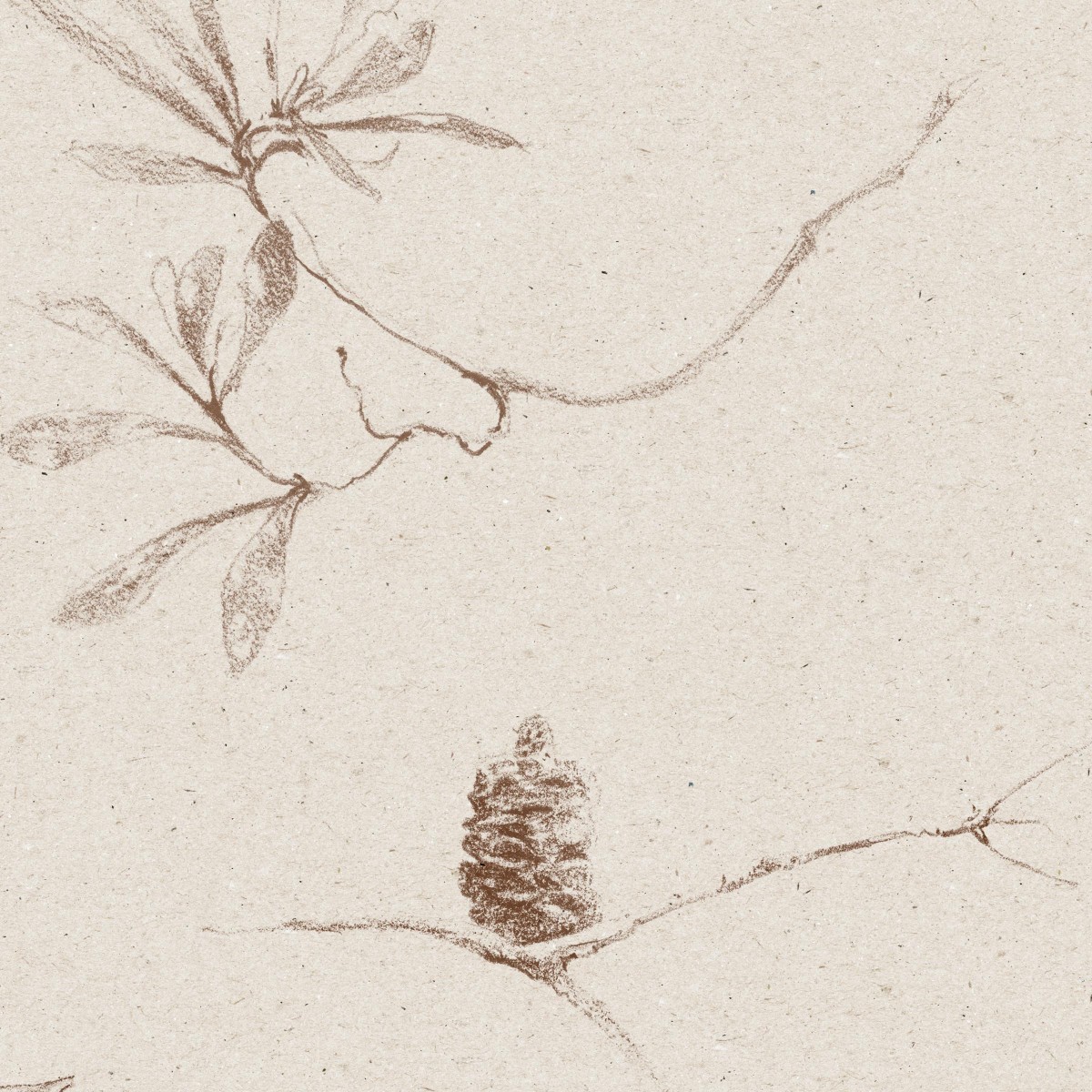 COASTAL BANKSIA in Paperbark