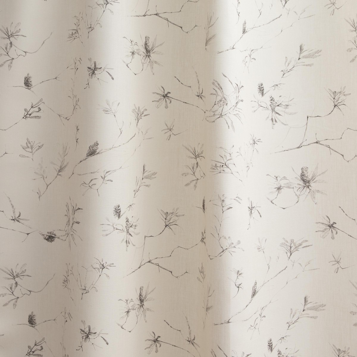 Coastal Banksia in Charcoal Sketch