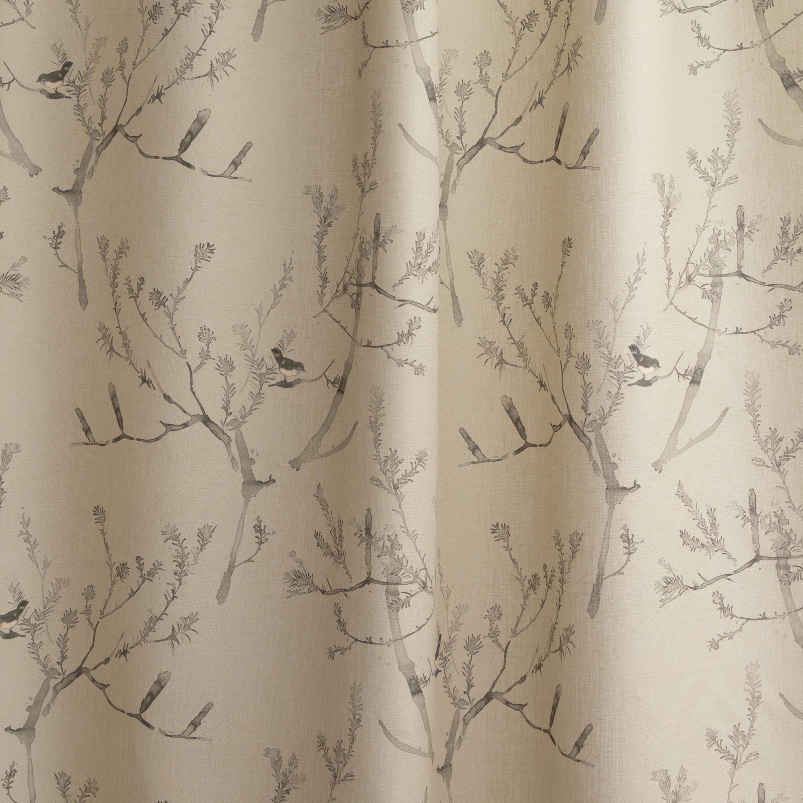 Heath Banksia in Spinifex